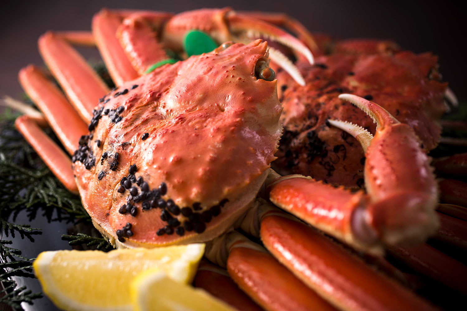 鳥取螃蟹火鍋晚餐