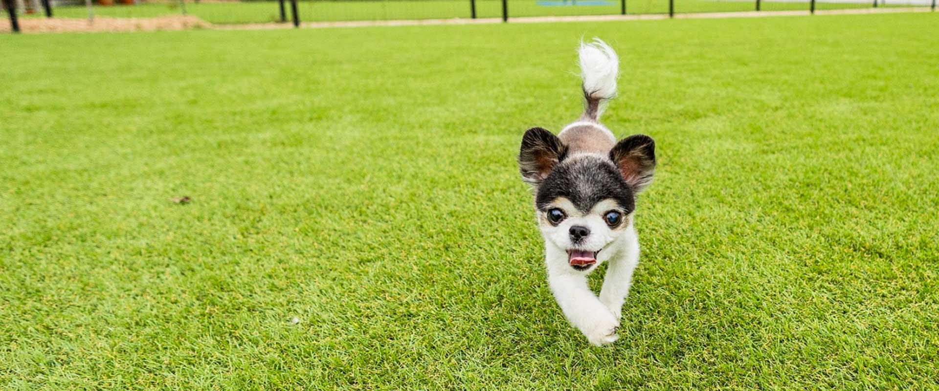 與愛犬同宿